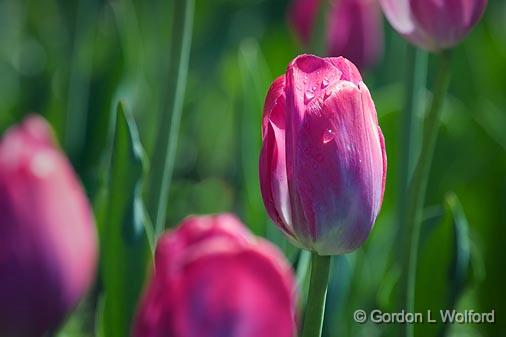 Pink Tulip_53517.jpg - Photographed near Ottawa, Ontario - the Capital of Canada.